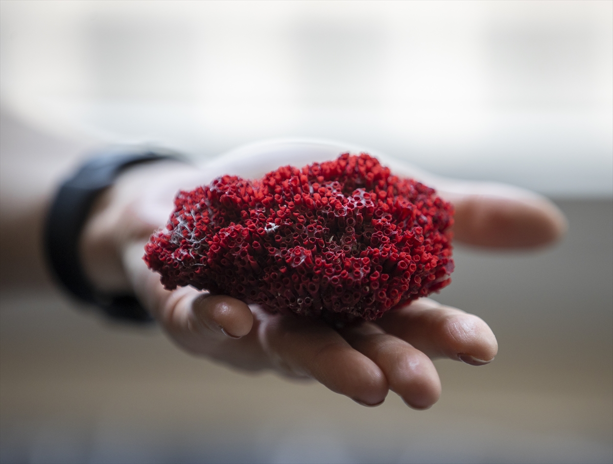 Halk arasında yoğun rağbet görüyor! Kardeş kanı bitkisinde büyük tehlike: Organ yetmezliğine neden oluyor