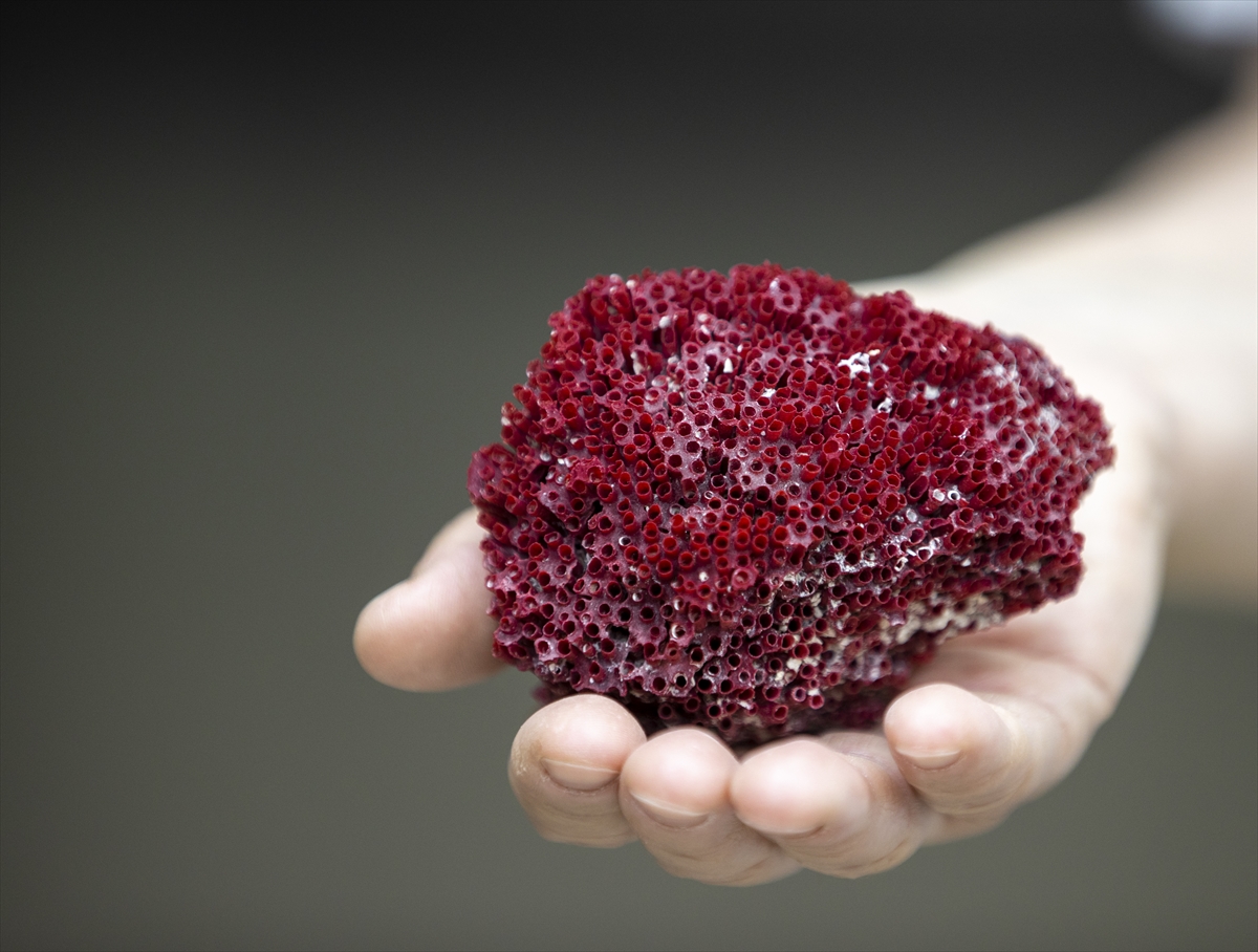 Halk arasında yoğun rağbet görüyor! Kardeş kanı bitkisinde büyük tehlike: Organ yetmezliğine neden oluyor