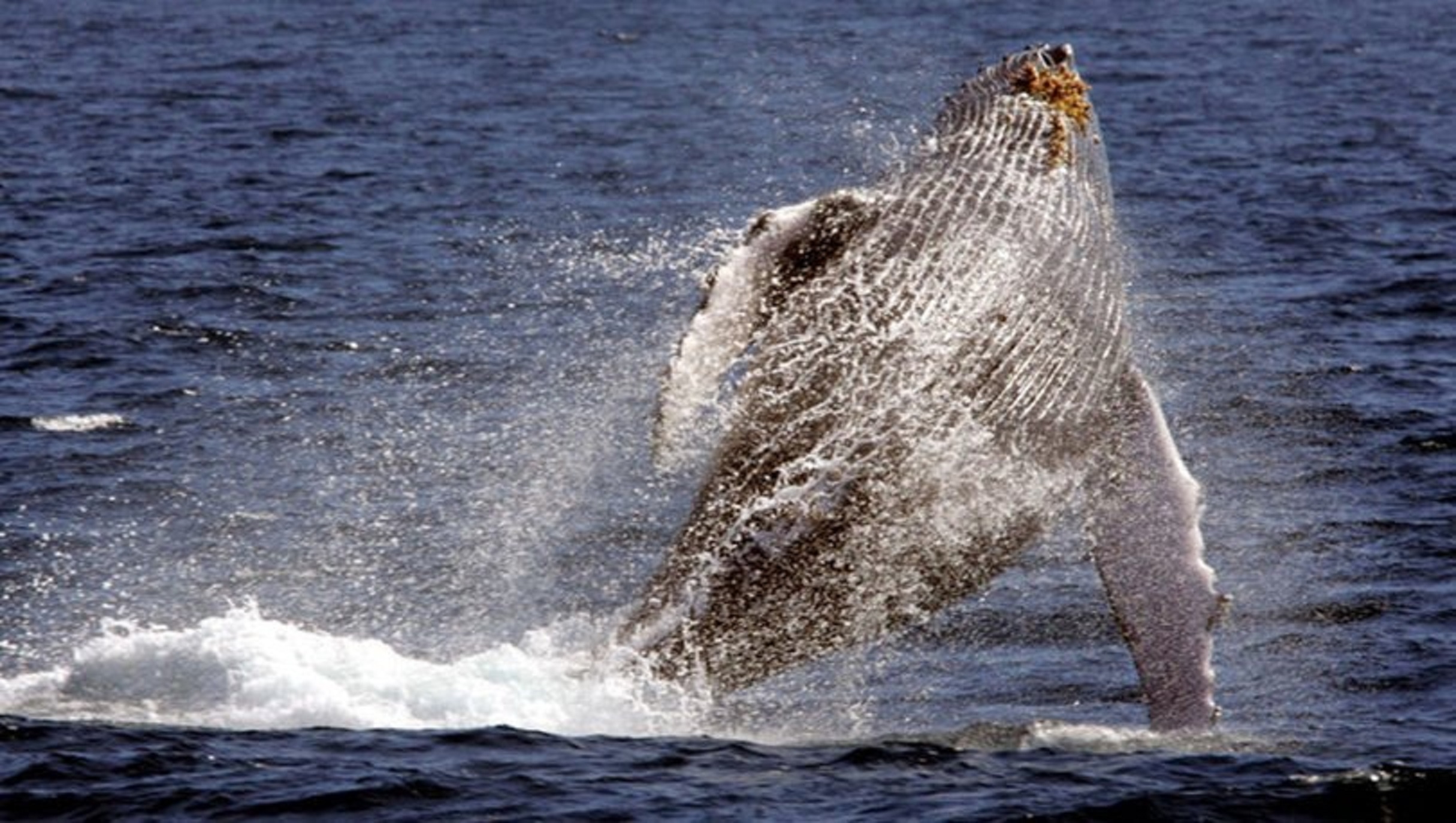 Yem olmaktan son anda kurtuldu! Dev balinanın yuttuğu dalgıcın mucizevi kurtuluşu