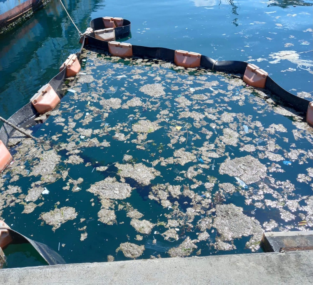 Müsilajda sevindiren gelişme! İstanbul Üniversitesi, müsilajı deniz bakteri izolatlarıyla temizlemeyi başardı