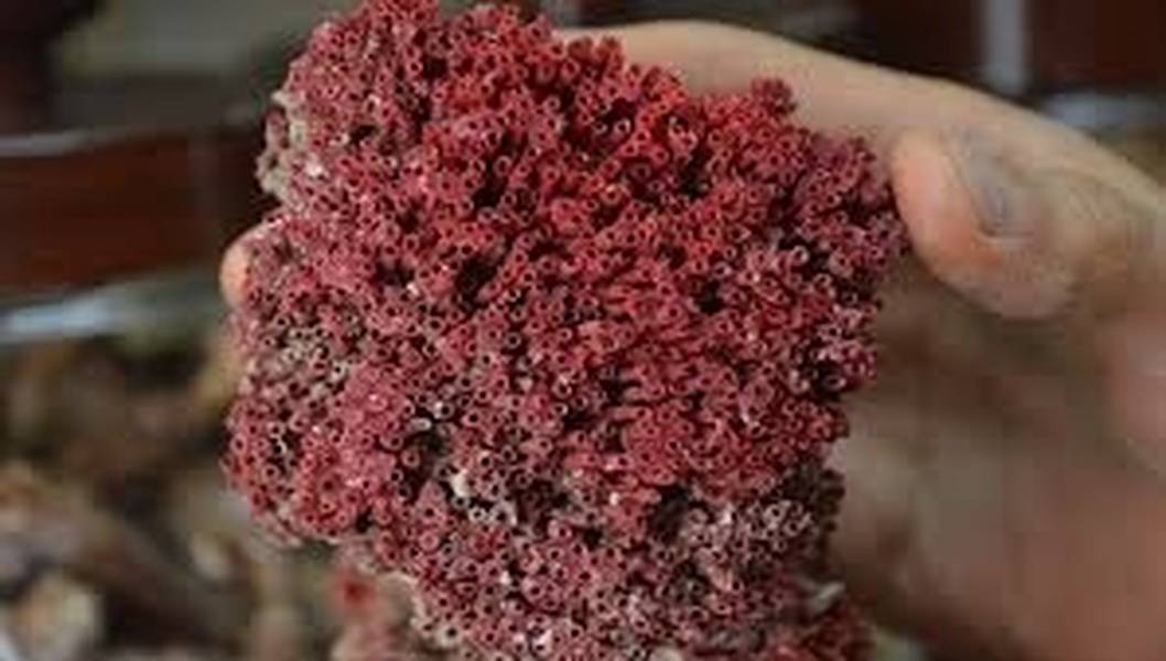 Halk arasında yoğun rağbet görüyor! Kardeş kanı bitkisinde büyük tehlike: Organ yetmezliğine neden oluyor