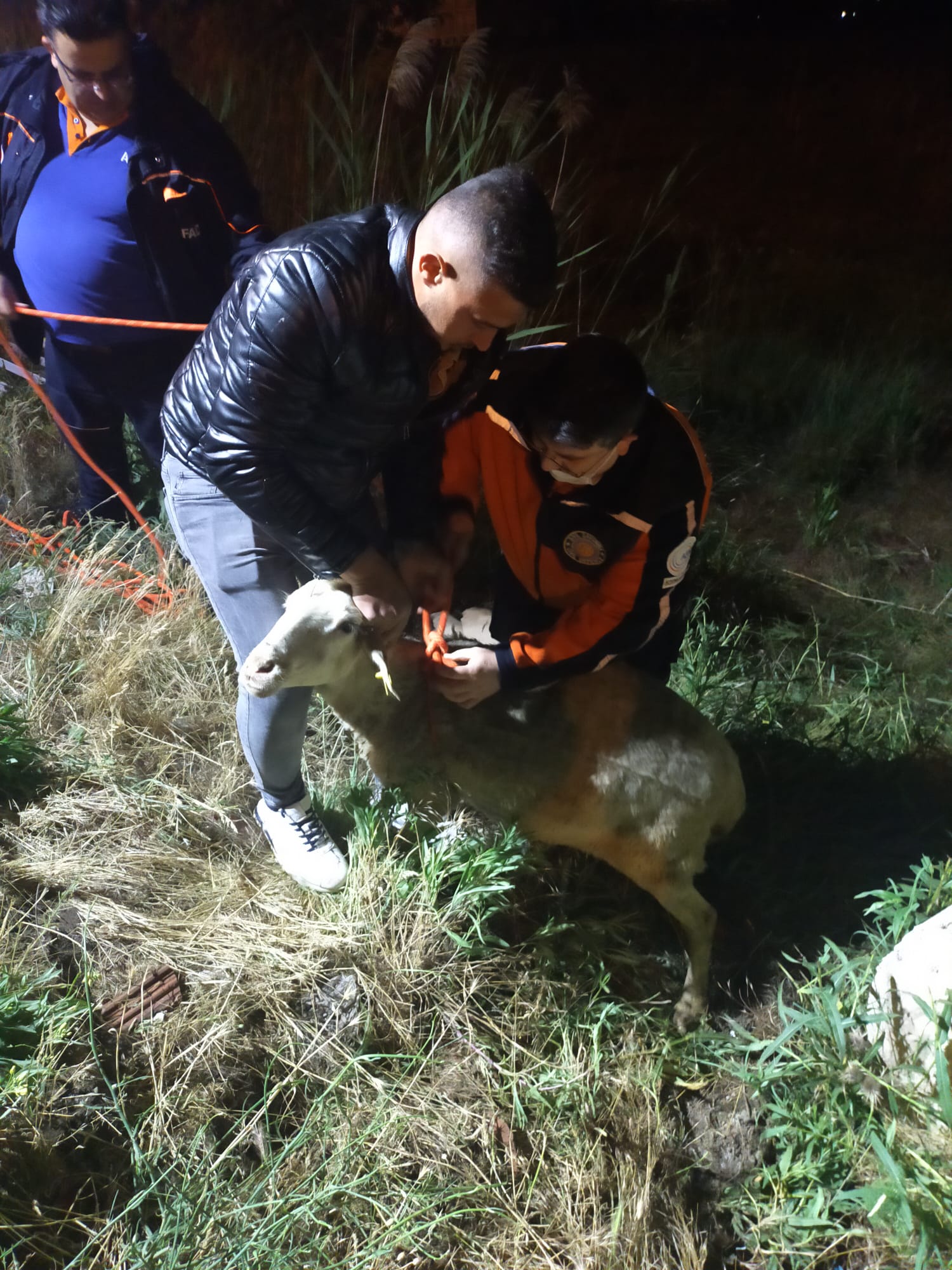 Yürekleri ısıtan kurtarma operasyonu! Kuyuda çaresizce kurtarılmayı beklediler! Kaplumbağa ve koyunların yardımına AFAD koştu
