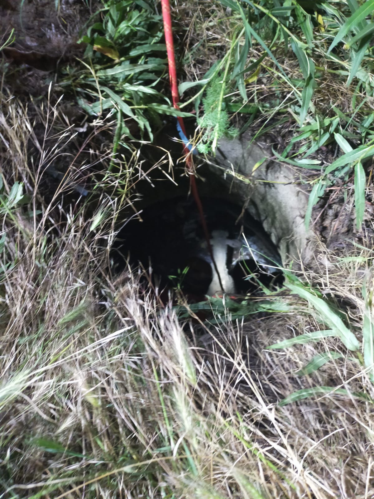 Yürekleri ısıtan kurtarma operasyonu! Kuyuda çaresizce kurtarılmayı beklediler! Kaplumbağa ve koyunların yardımına AFAD koştu