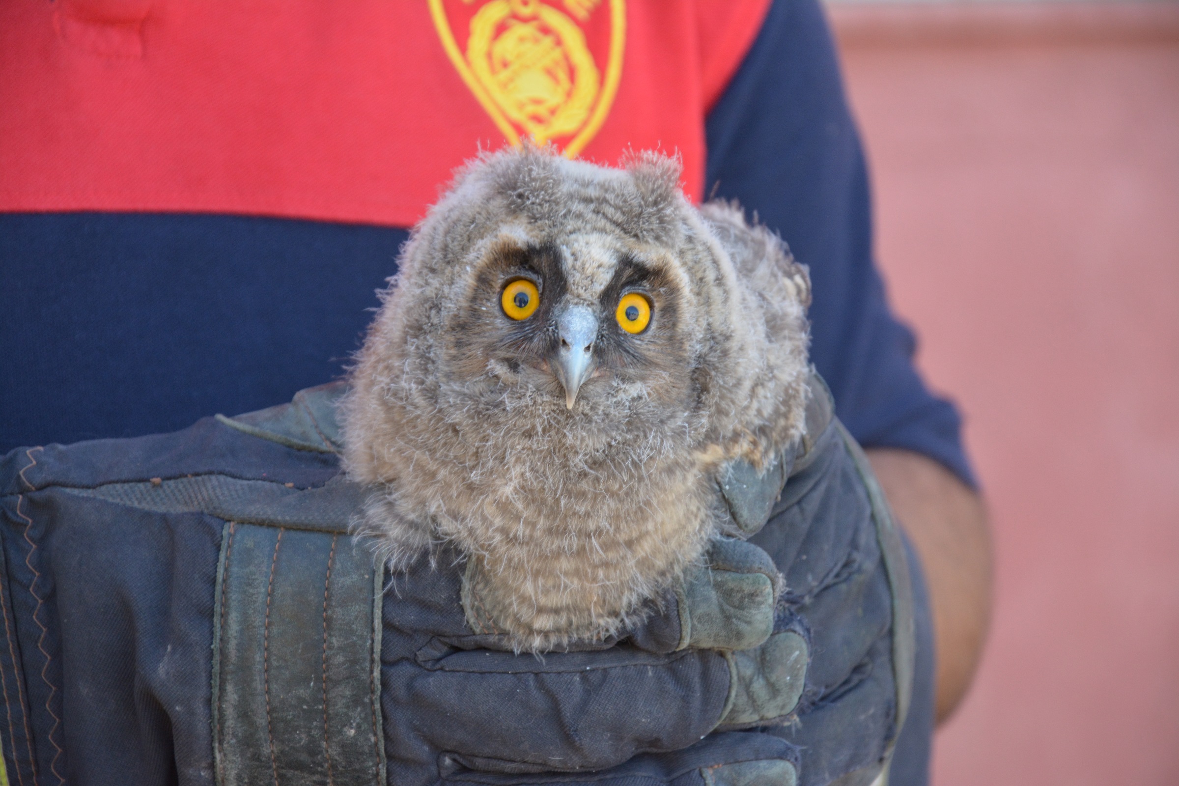 Masum bakışlarıyla mest etti! Ağaçta asılı kalan sevimli baykuş yavrusunun yardımına itfaiye koştu