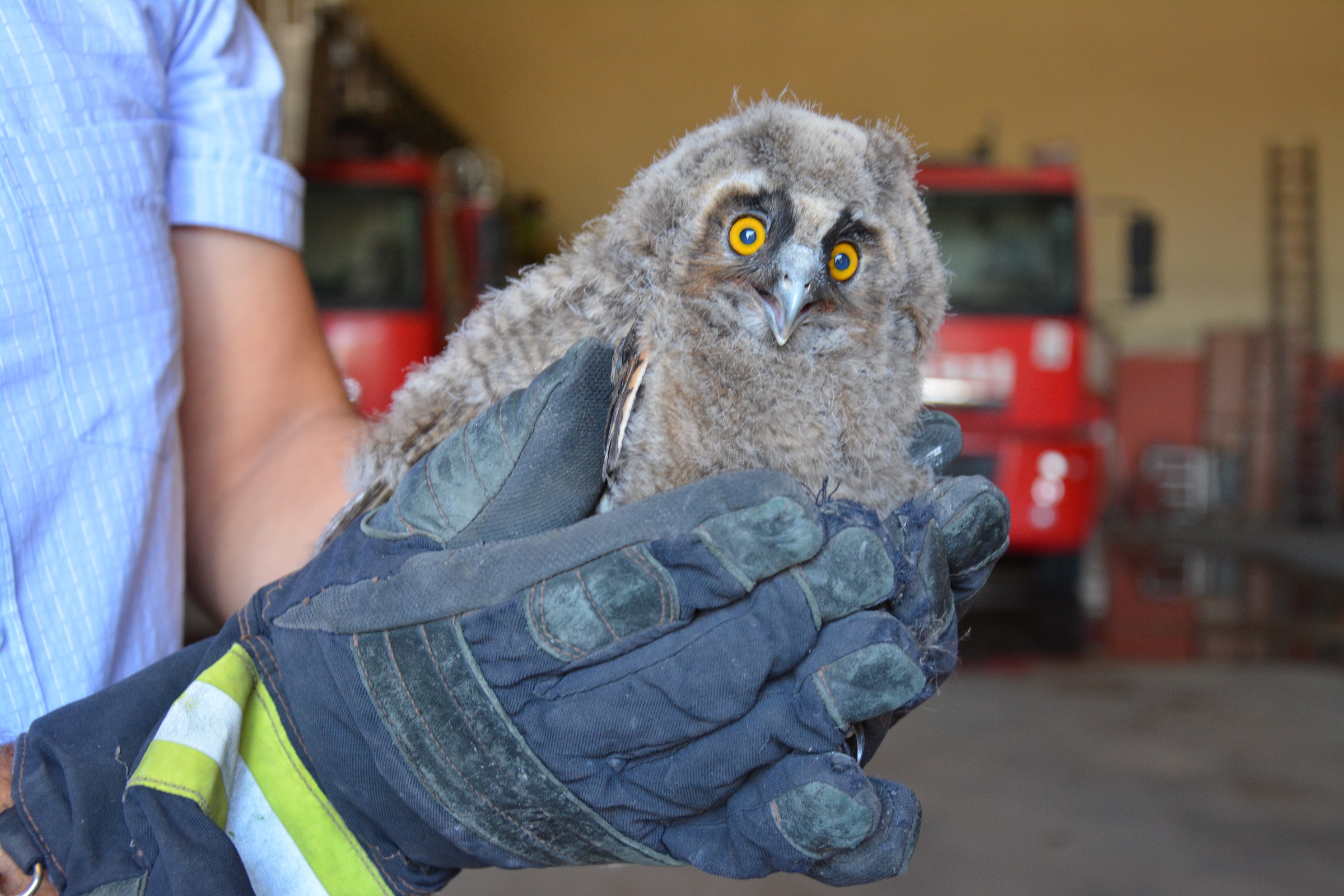 Masum bakışlarıyla mest etti! Ağaçta asılı kalan sevimli baykuş yavrusunun yardımına itfaiye koştu