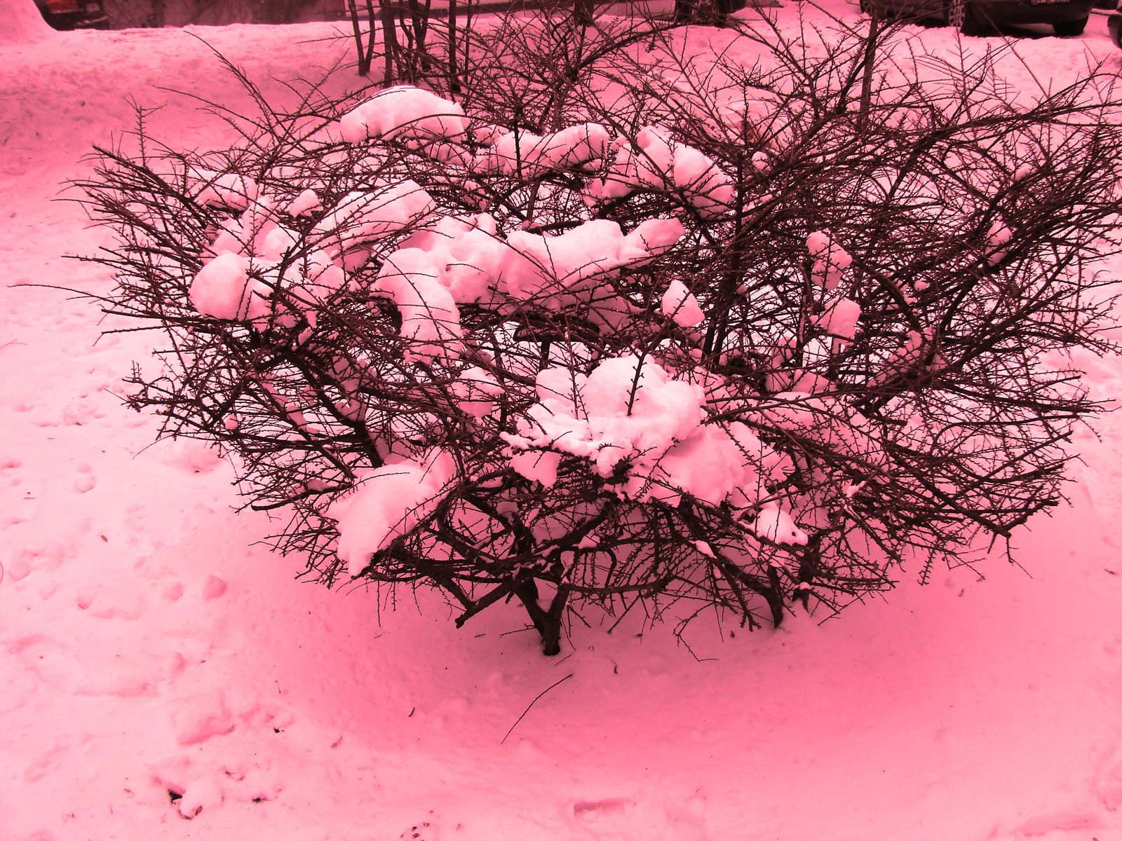 Alp dağlarının yüksek kesimlerinde, kırmızı kar görüldü!