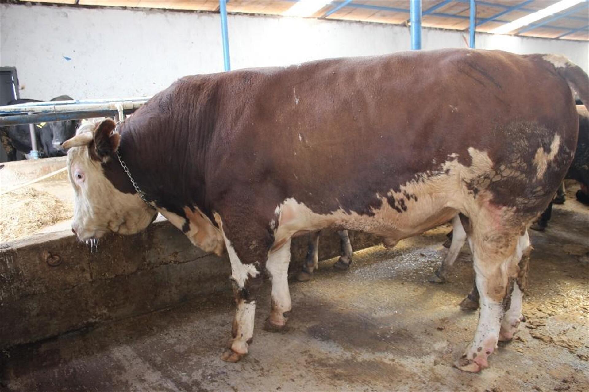 Dev kurbanlıkları görenleri şaşkına çeviriyor