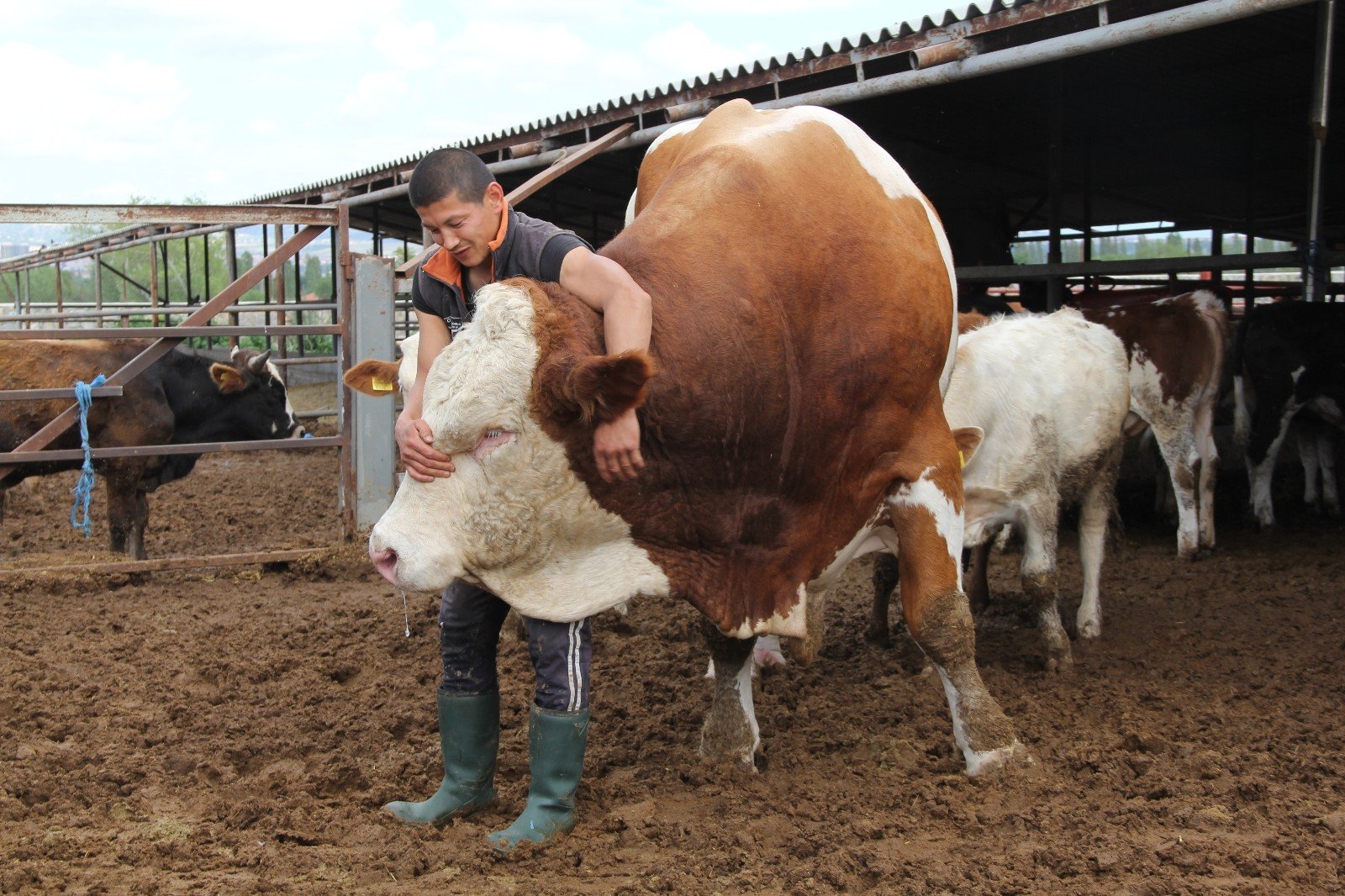 Dev kurbanlıkları görenleri şaşkına çeviriyor