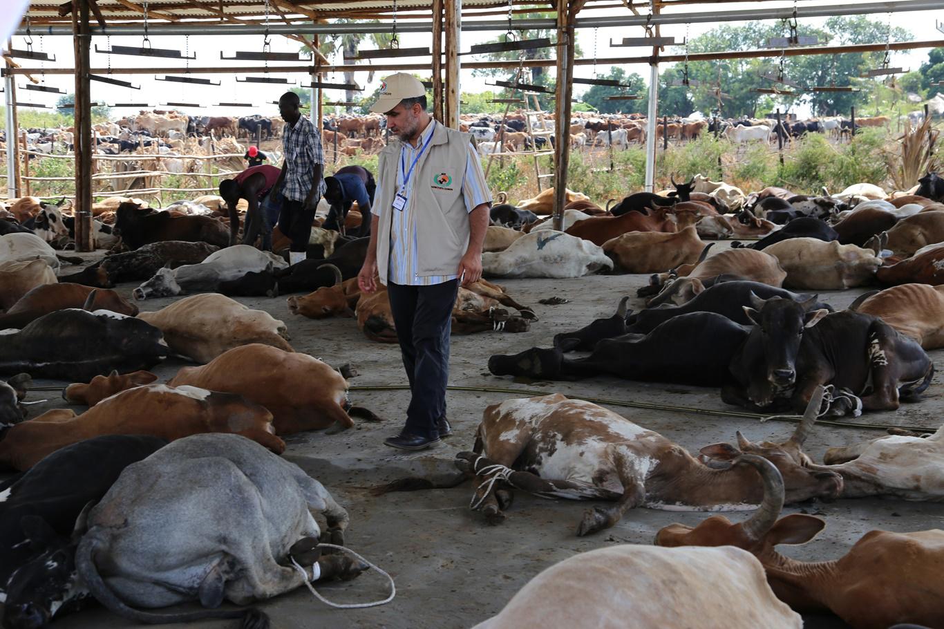 Sokaklar kan gölüne dönmeyecek! Kurban satış ve kesim kuralları belirlendi! Bu kurallara uymayanlara ceza yağacak