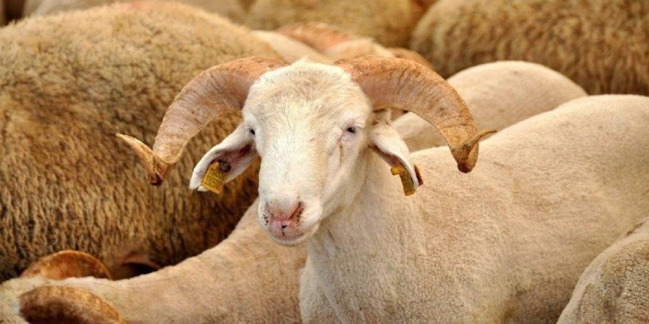 Kurban kesilirken okunacak dua | Kurban keserken hangi dua okunur?