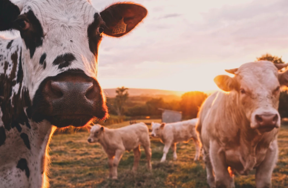 Kurban kesilirken okunacak dua | Kurban keserken hangi dua okunur?