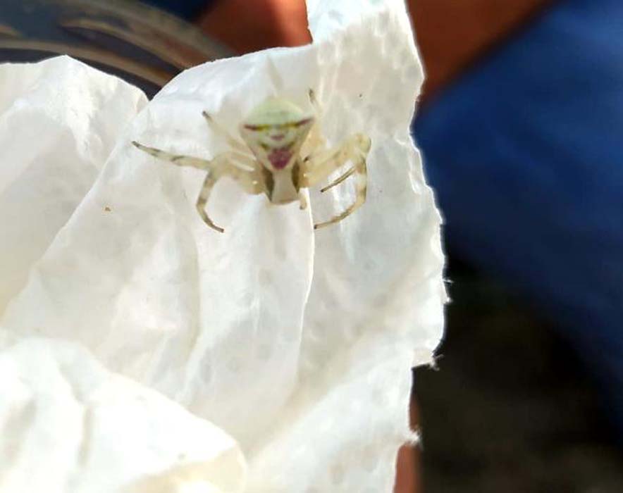 İnsan yüzlü örümceğin sekizincisi Bursa'da ortaya çıktı! Görenler şaşkına uğradı