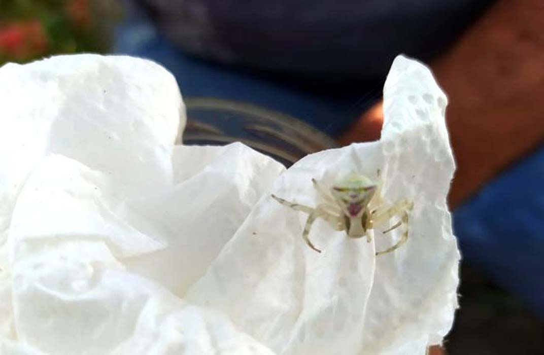 İnsan yüzlü örümceğin sekizincisi Bursa'da ortaya çıktı! Görenler şaşkına uğradı