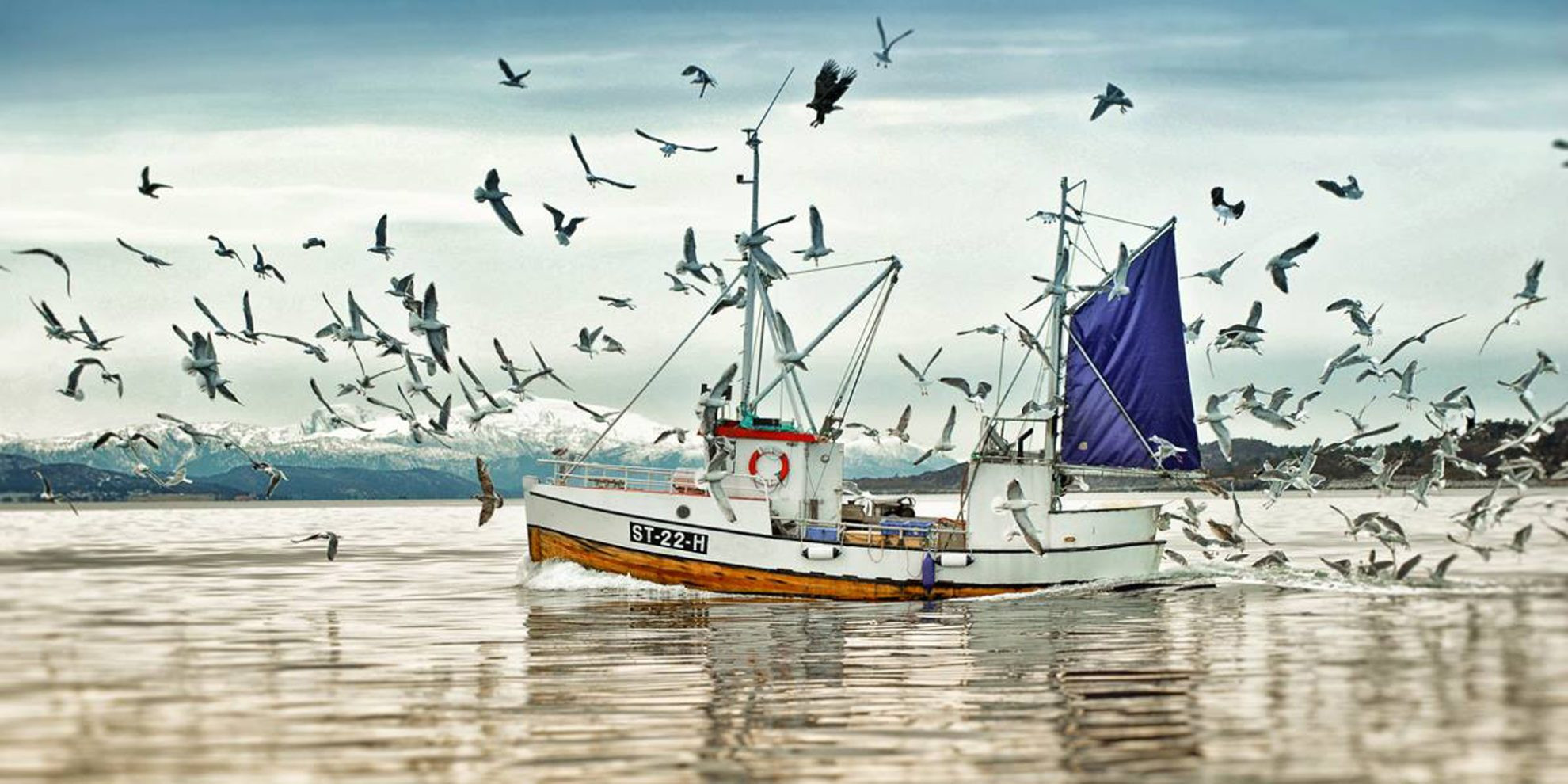 Ege ve Akdenizin korkulu rüyası olmuştu! Balon balığı ile mücadele için harekete geçildi