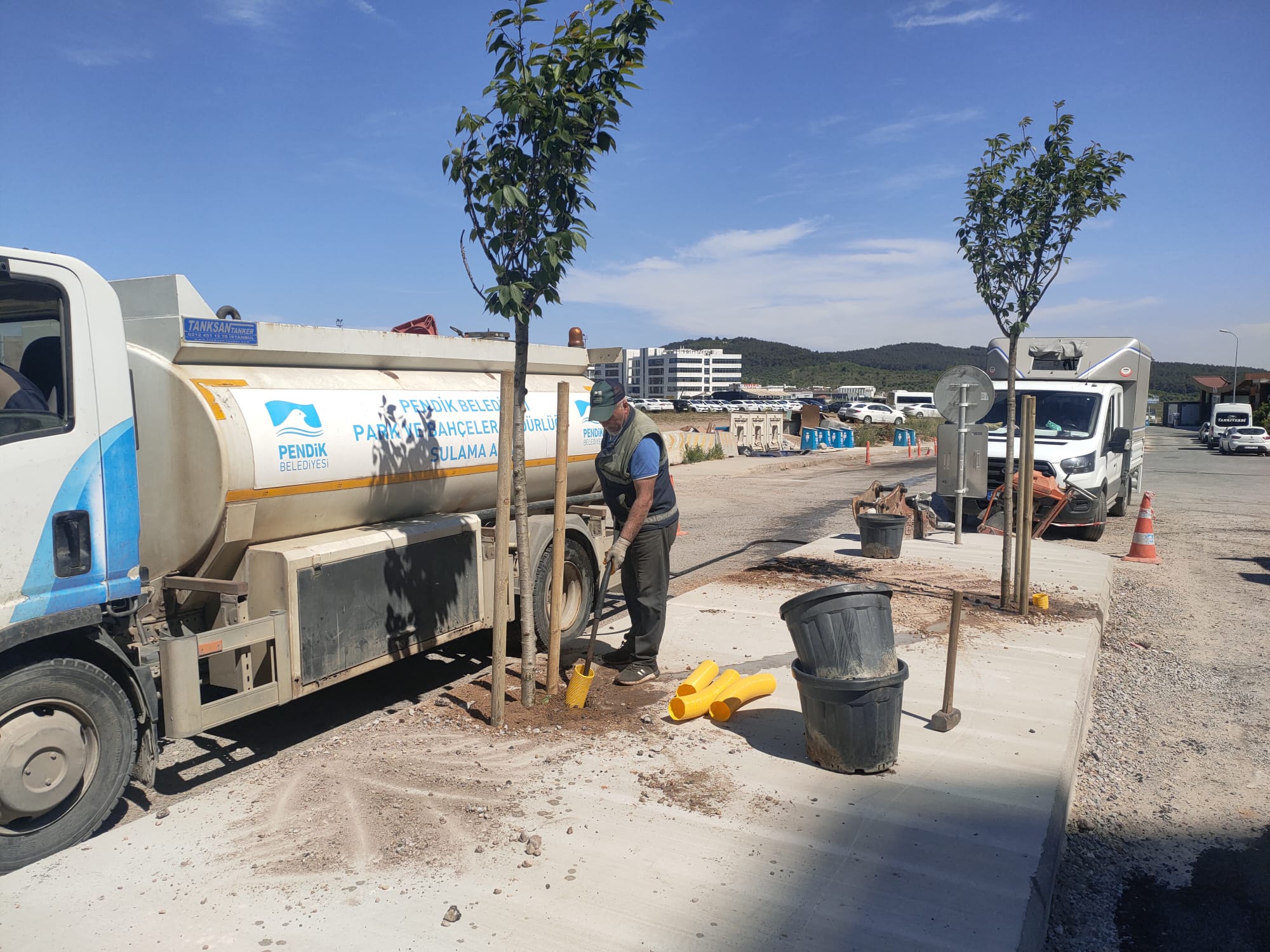 Zakkum, ıhlamur, çınar ve erguvan ağaçları... Pendik yeşile bürünüyor