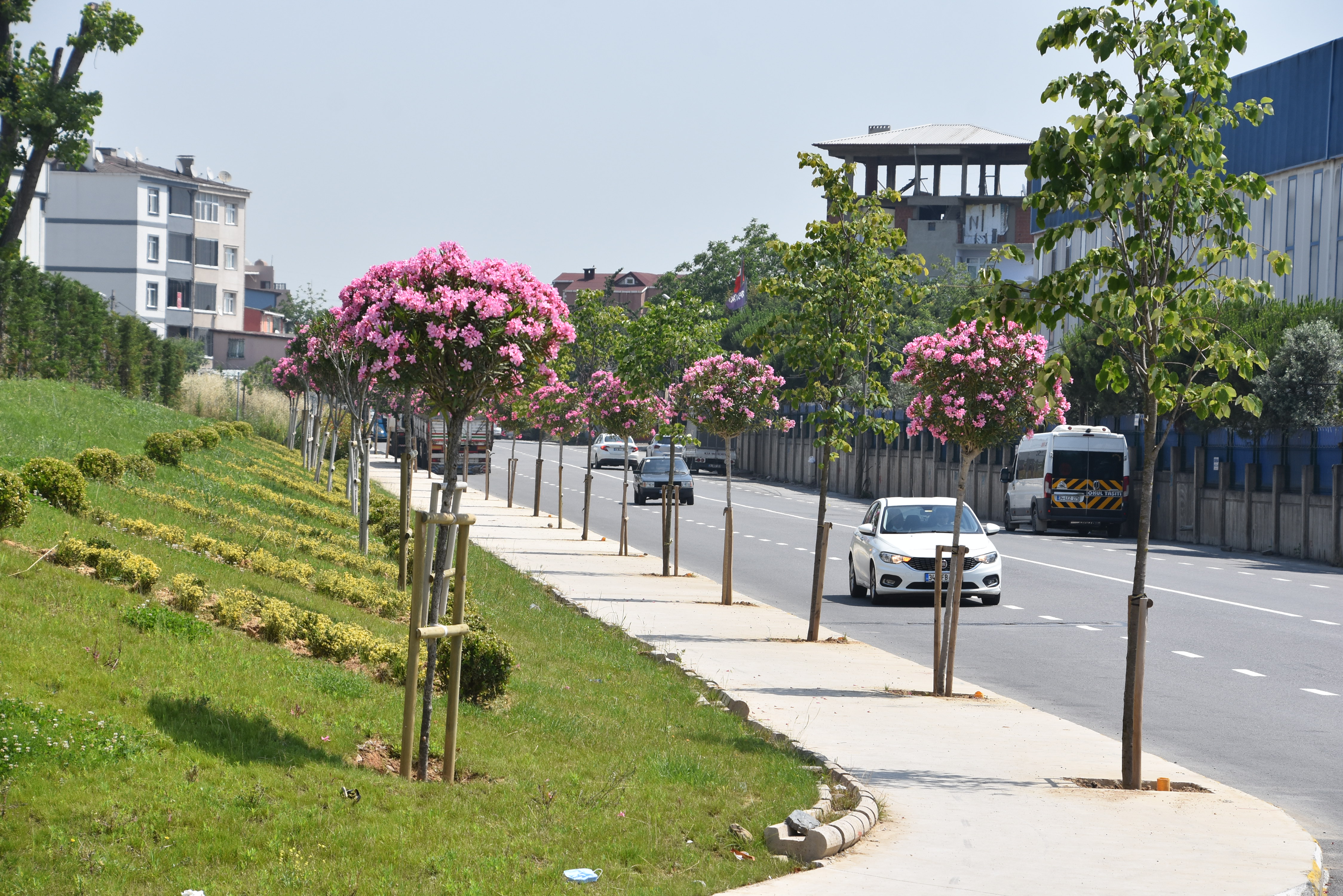 Zakkum, ıhlamur, çınar ve erguvan ağaçları... Pendik yeşile bürünüyor
