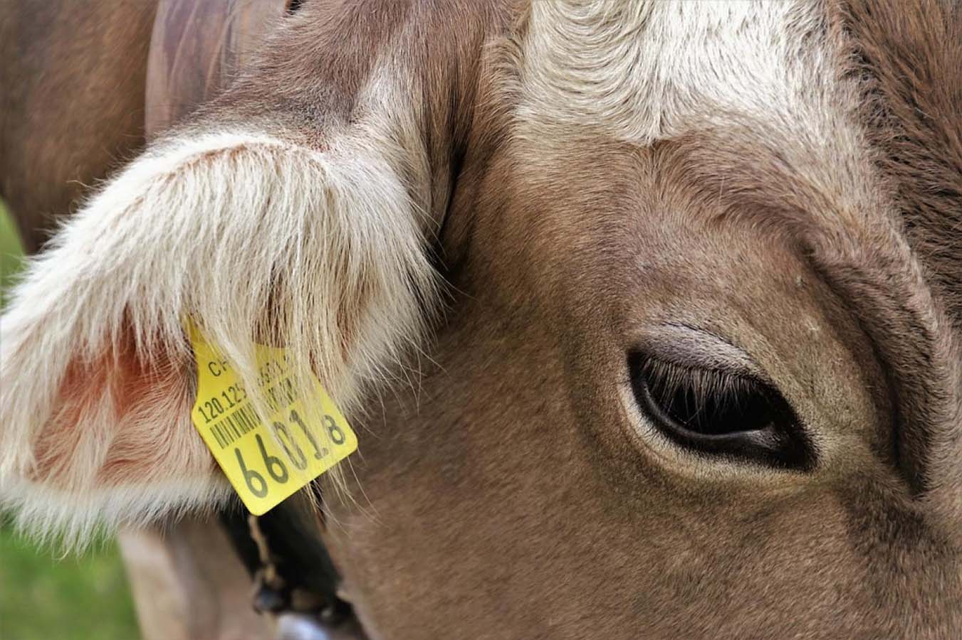 Kulak küpesi çok önemli