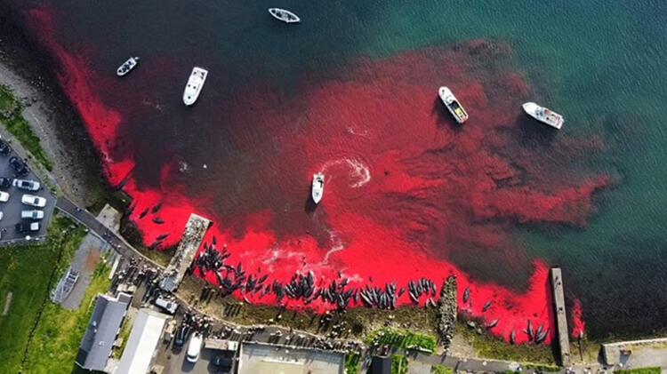 Festival değil, katliam! Binlerce balina katledildi, denizin üzeri kırmızıya büründü