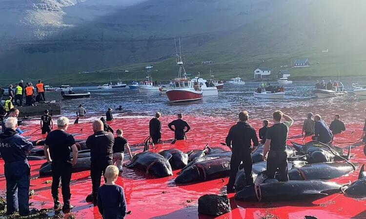 Festival değil, katliam! Binlerce balina katledildi, denizin üzeri kırmızıya büründü
