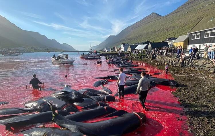 Festival değil, katliam! Binlerce balina katledildi, denizin üzeri kırmızıya büründü