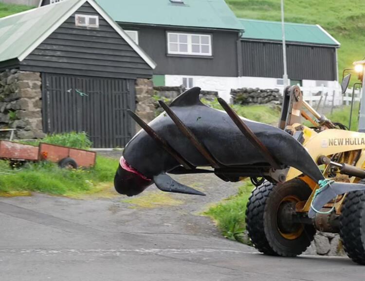 Festival değil, katliam! Binlerce balina katledildi, denizin üzeri kırmızıya büründü