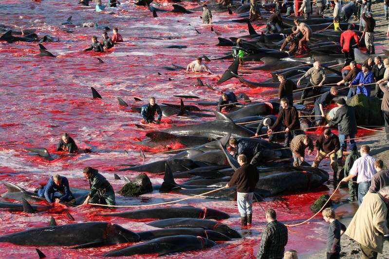 Festival değil, katliam! Binlerce balina katledildi, denizin üzeri kırmızıya büründü
