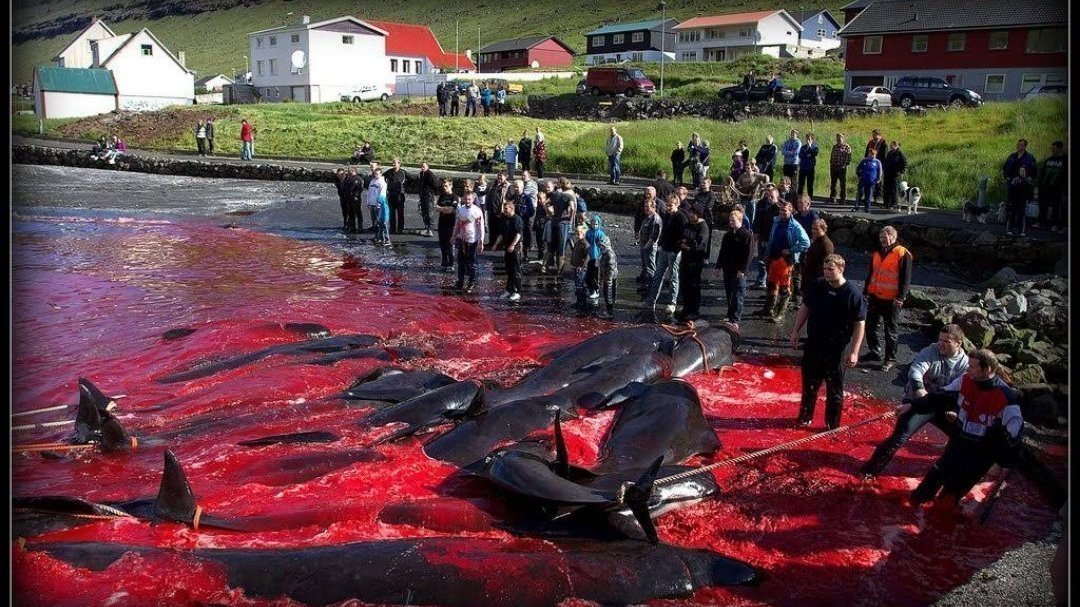 Festival değil, katliam! Binlerce balina katledildi, denizin üzeri kırmızıya büründü