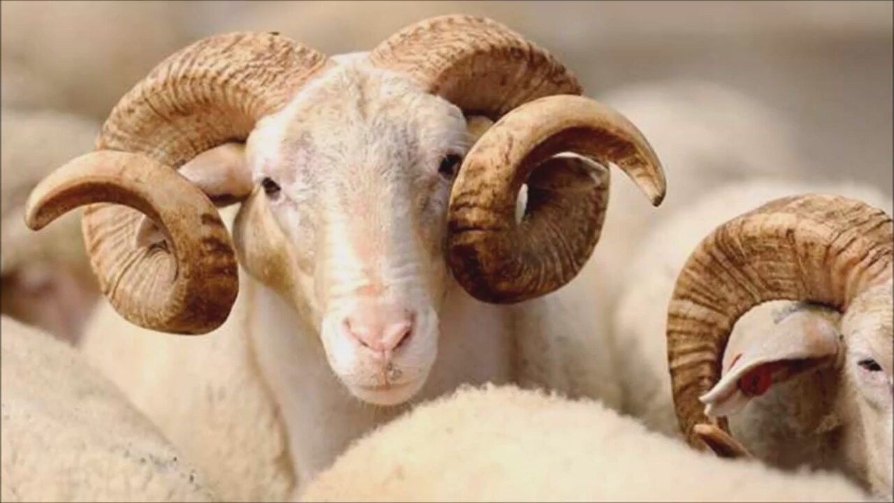 Kurban Bayramı mesajları dualı, hadisli 2021 | Hadisli ve resimli bayram mesajları