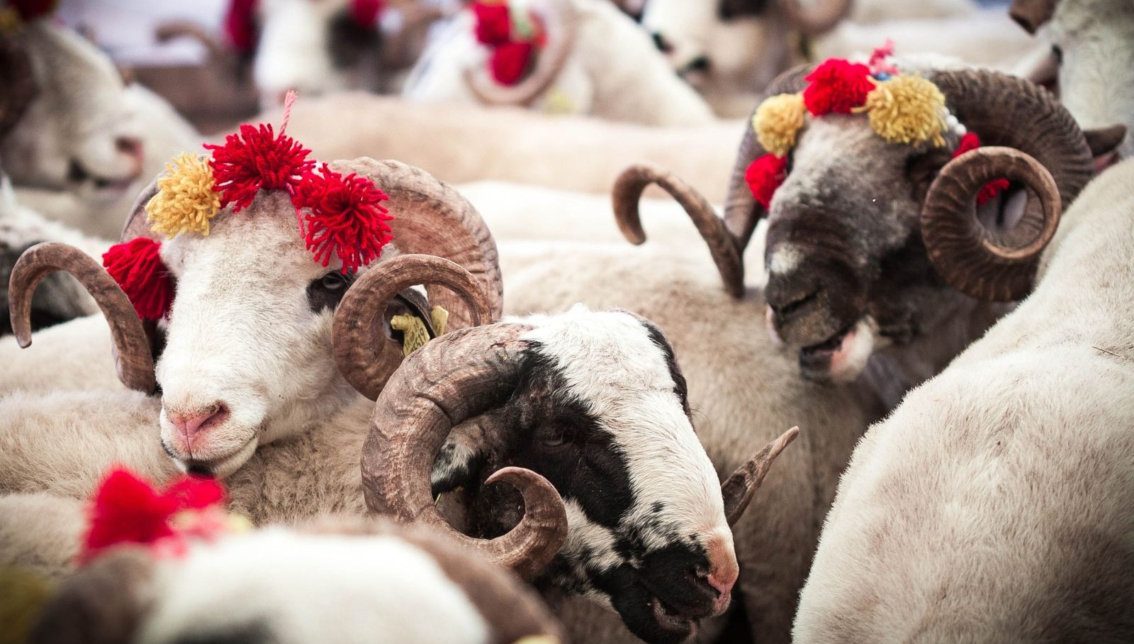 Kurban eti bağış kampanyası başladı! İhtiyaç sahibi ailelere kurban eti ulaştırılıyor