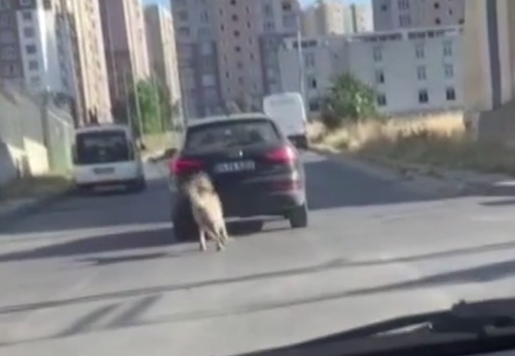 Dehşete düşüren olay! Köpeği kilometrelerce aracın peşinden koşturdu | Vicdansız sürücünün savunması pes dedirtti