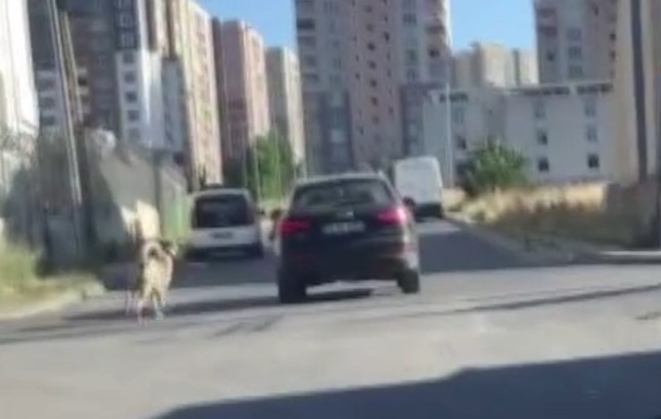 Dehşete düşüren olay! Köpeği kilometrelerce aracın peşinden koşturdu | Vicdansız sürücünün savunması pes dedirtti