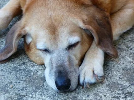 Dehşete düşüren olay! Köpeği kilometrelerce aracın peşinden koşturdu | Vicdansız sürücünün savunması pes dedirtti
