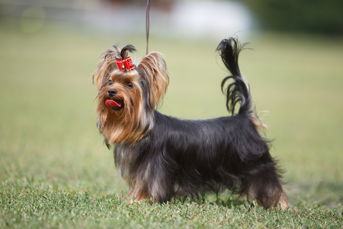 Dile kolay tam 7 yıl! Mutlu sonla biten bir ayrılık hikayesi | Kaybolan köpeğini yıllar sonra kilometrelerce uzakta buldu
