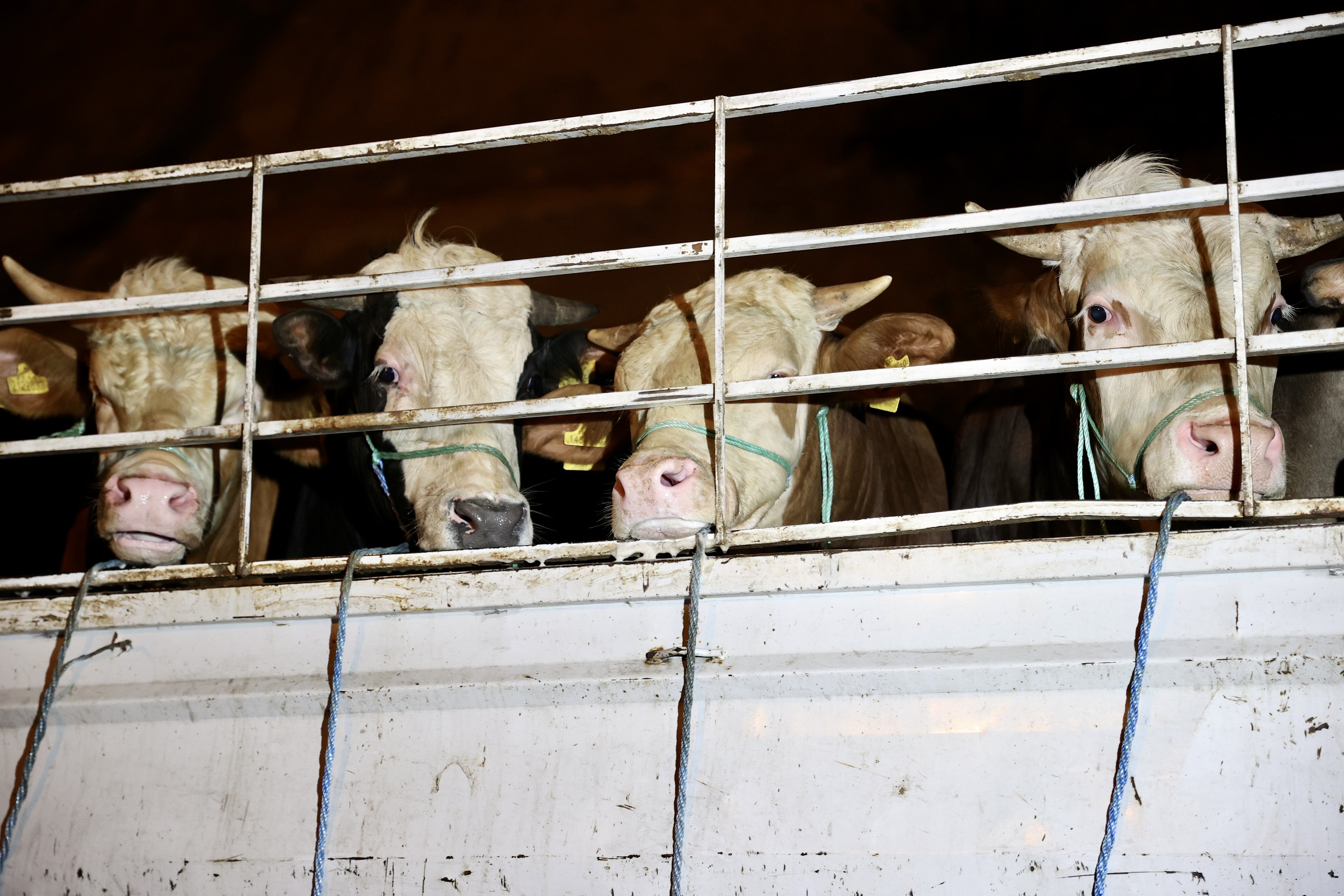 Bayrama sayılı günler kaldı! Kurbanlıklar İstanbula gelmeye başladı