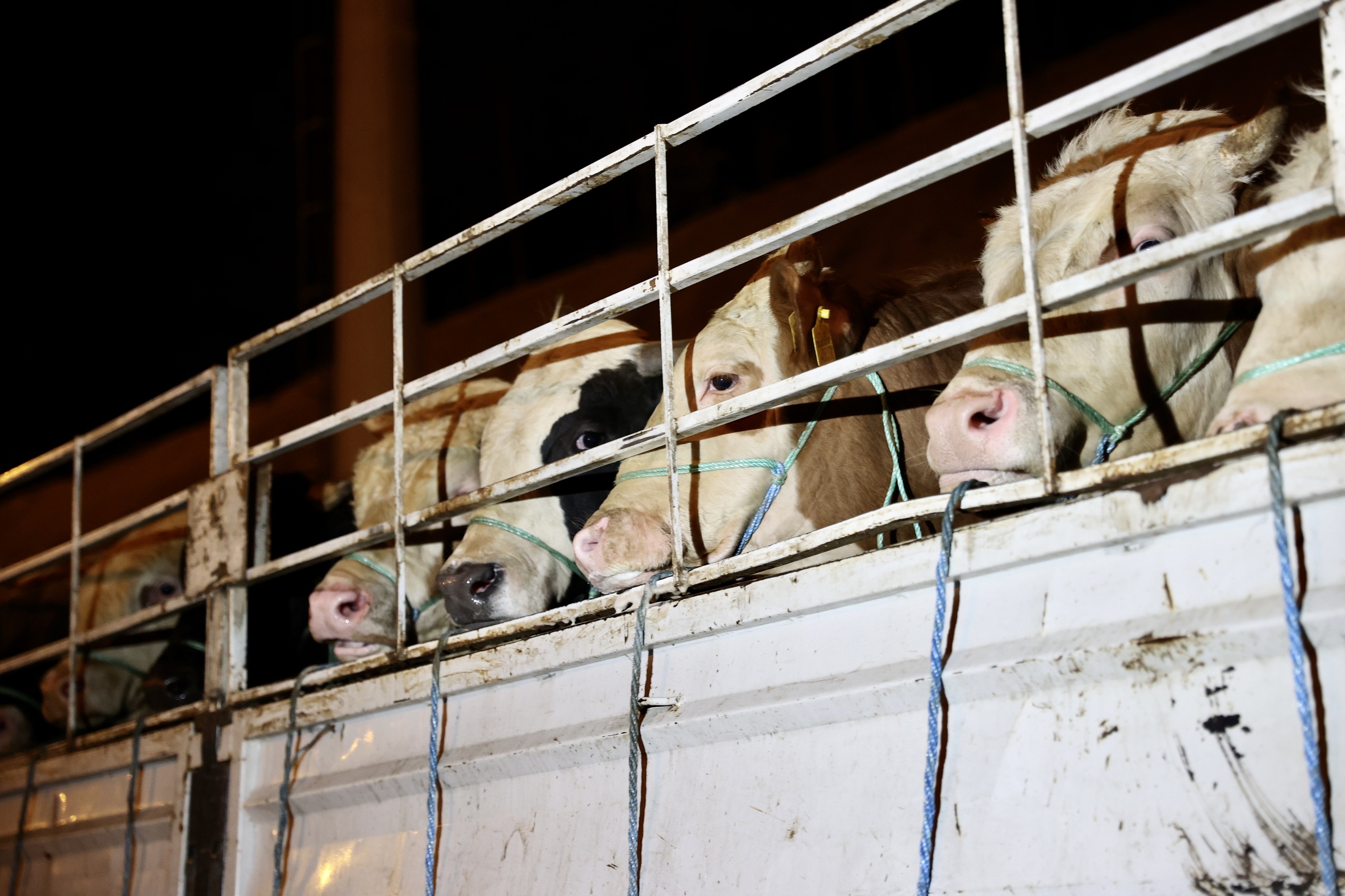 Bayrama sayılı günler kaldı! Kurbanlıklar İstanbula gelmeye başladı