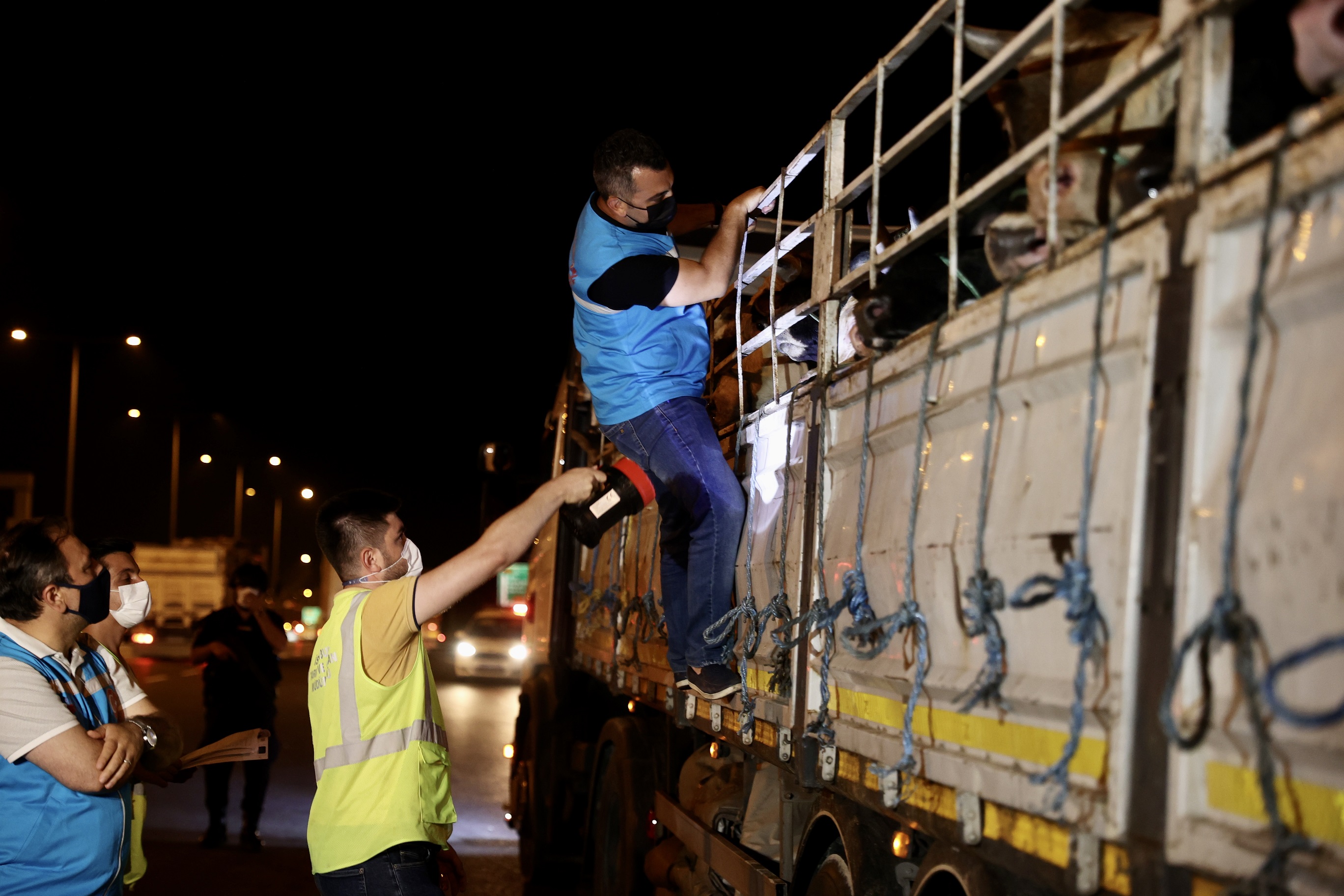 Bayrama sayılı günler kaldı! Kurbanlıklar İstanbula gelmeye başladı