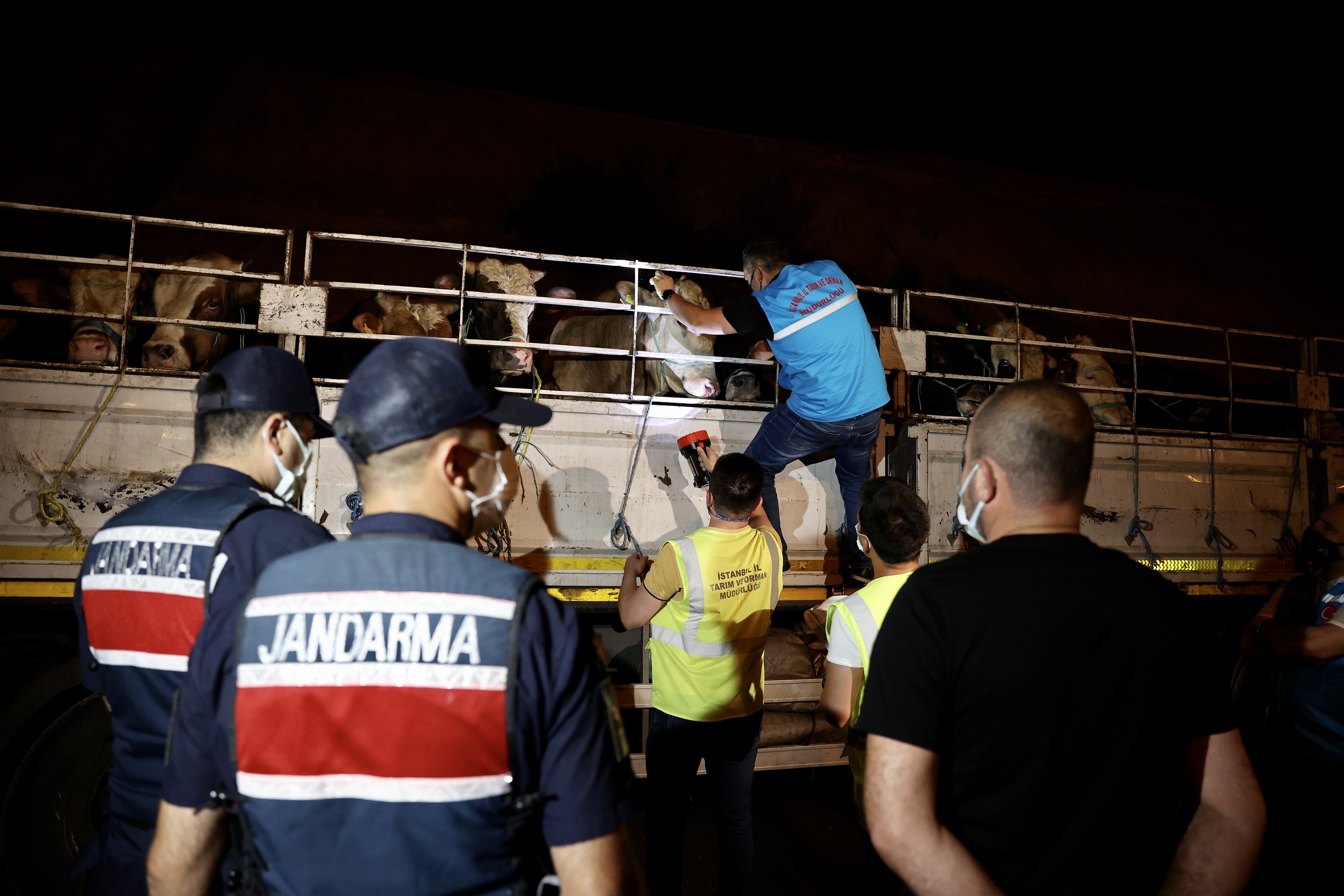 Bayrama sayılı günler kaldı! Kurbanlıklar İstanbula gelmeye başladı