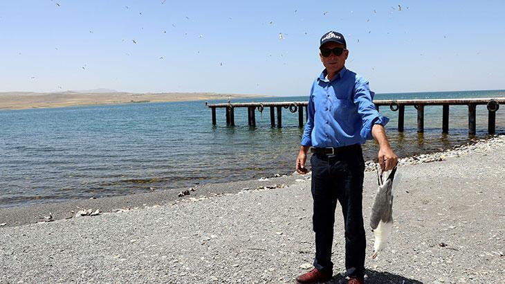 Van golü havzasındaki toplu martı ölümleri vatandaşı telaşlandırdı
