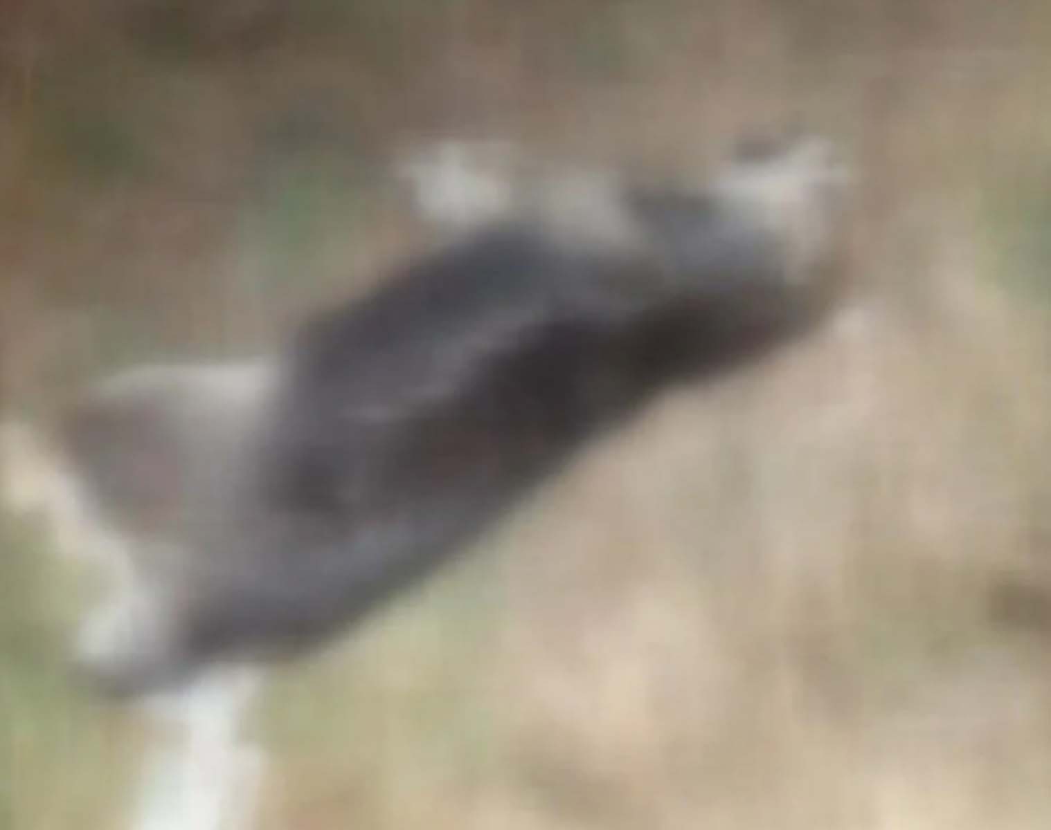 Pendik'te yürekleri sızlatan olay: 17 köpeğin cansız bedeni bulundu! Zehirlemişler, işkence etmişler