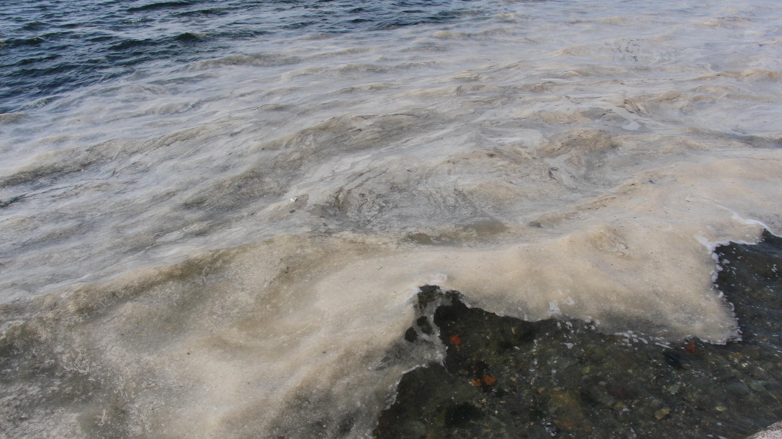 Uzman isim açıkladı: Deniz yüzeyinde müsilaj azaldı ama denizin derinliklerinde tehlike devam ediyor