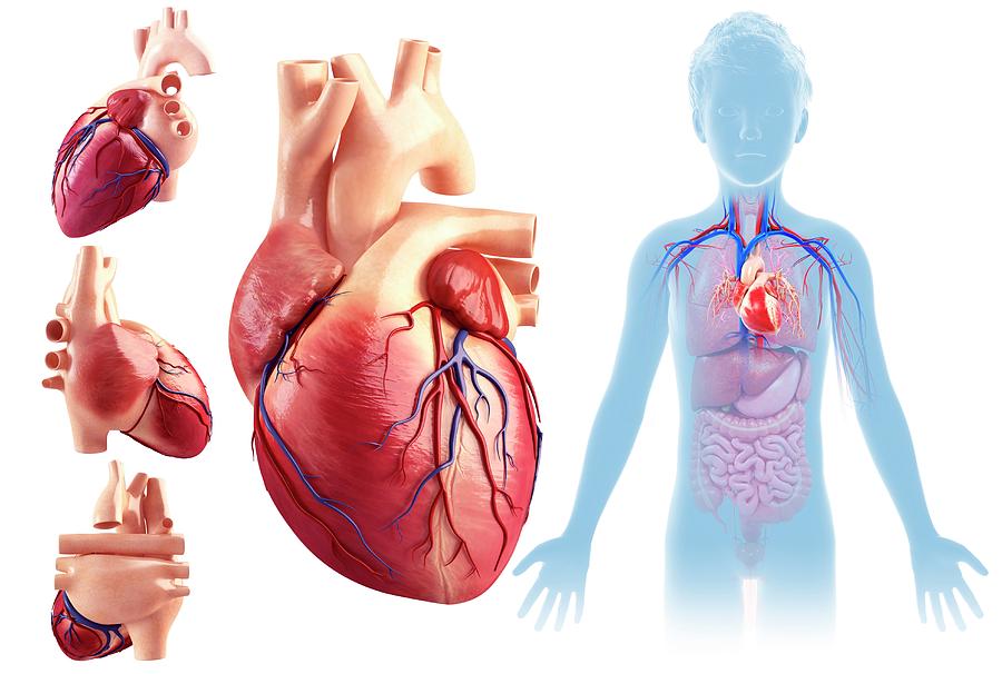 1-childs-heart-anatomy-pixologicstudioscience-photo-library.jpg