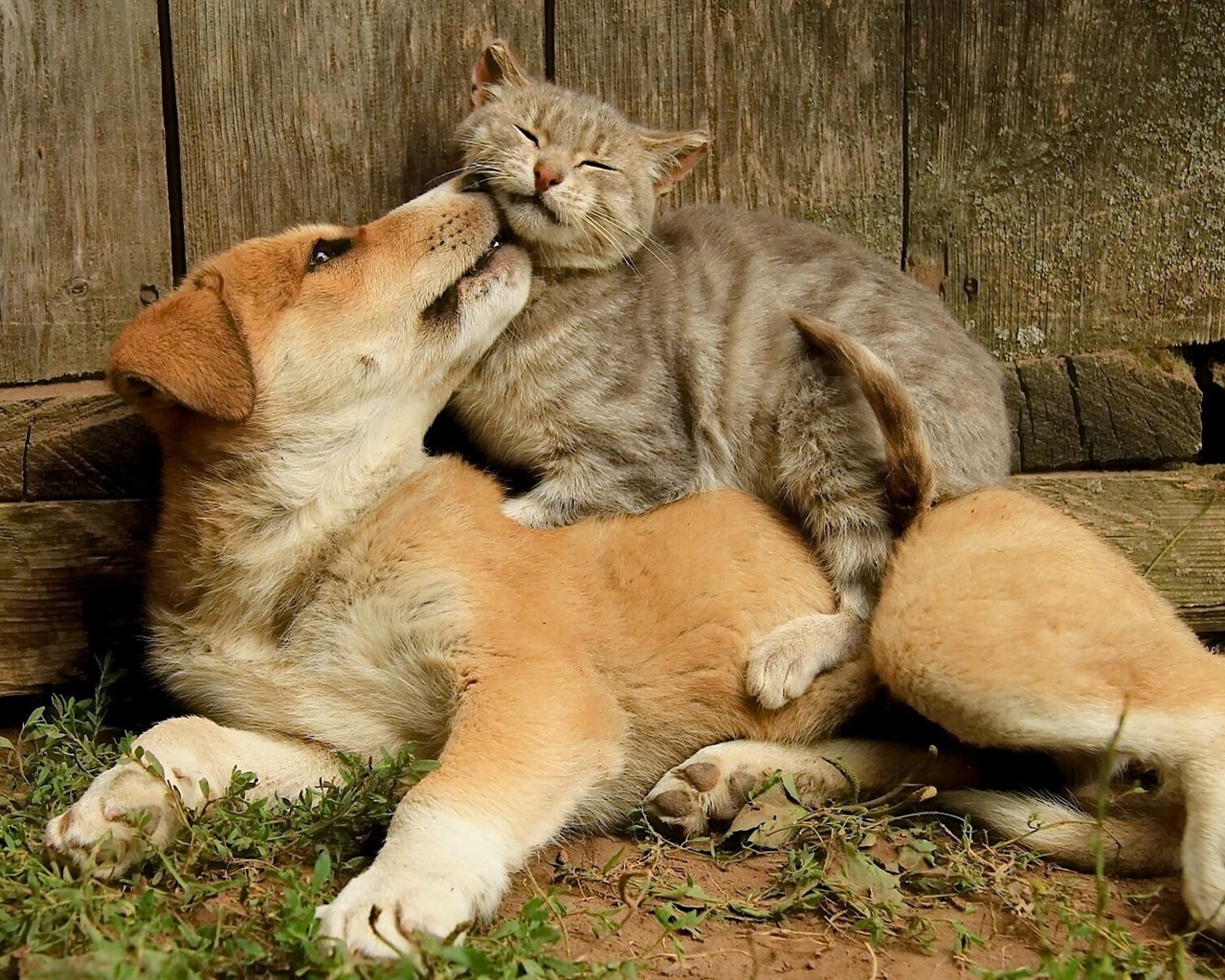 SON DAKİKA! Hayvan Hakları için önemli adım: Kanun teklifi TBMM Tarım, Orman ve Köyişleri Komisyonu'nda kabul edildi.