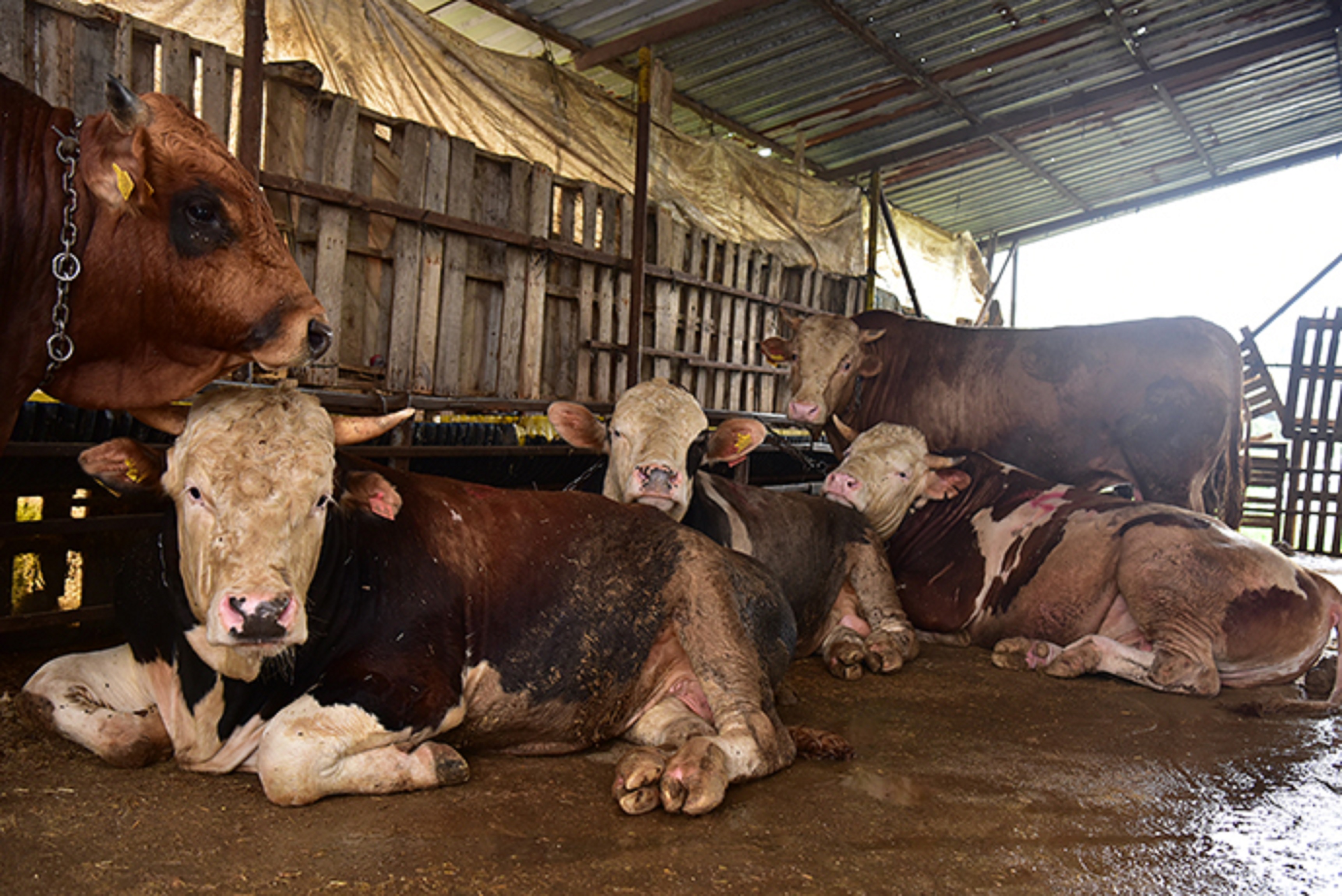 Bayrama sayılı günler kaldı! Kurban pazarlarında denetimler arttı
