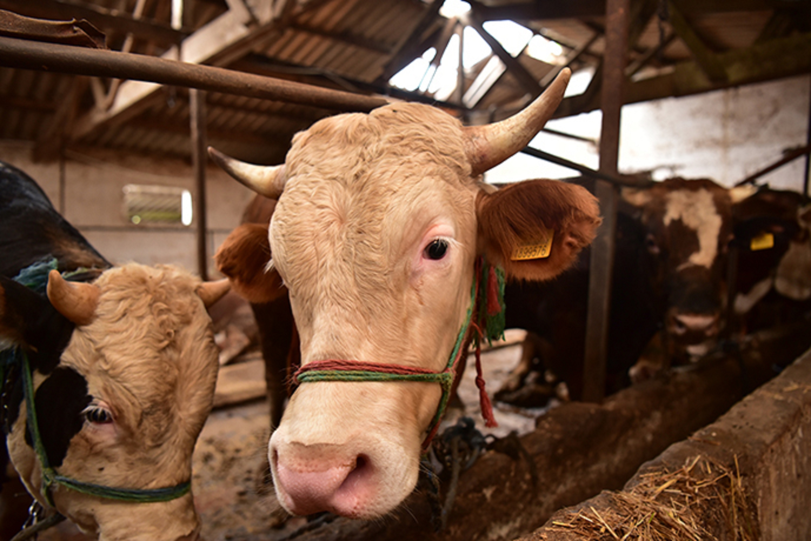 Bayrama sayılı günler kaldı! Kurban pazarlarında denetimler arttı