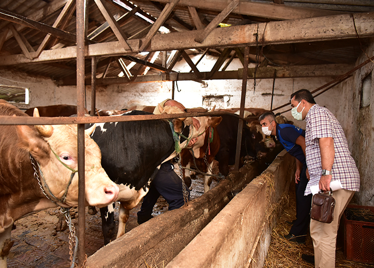 Bayrama sayılı günler kaldı! Kurban pazarlarında denetimler arttı