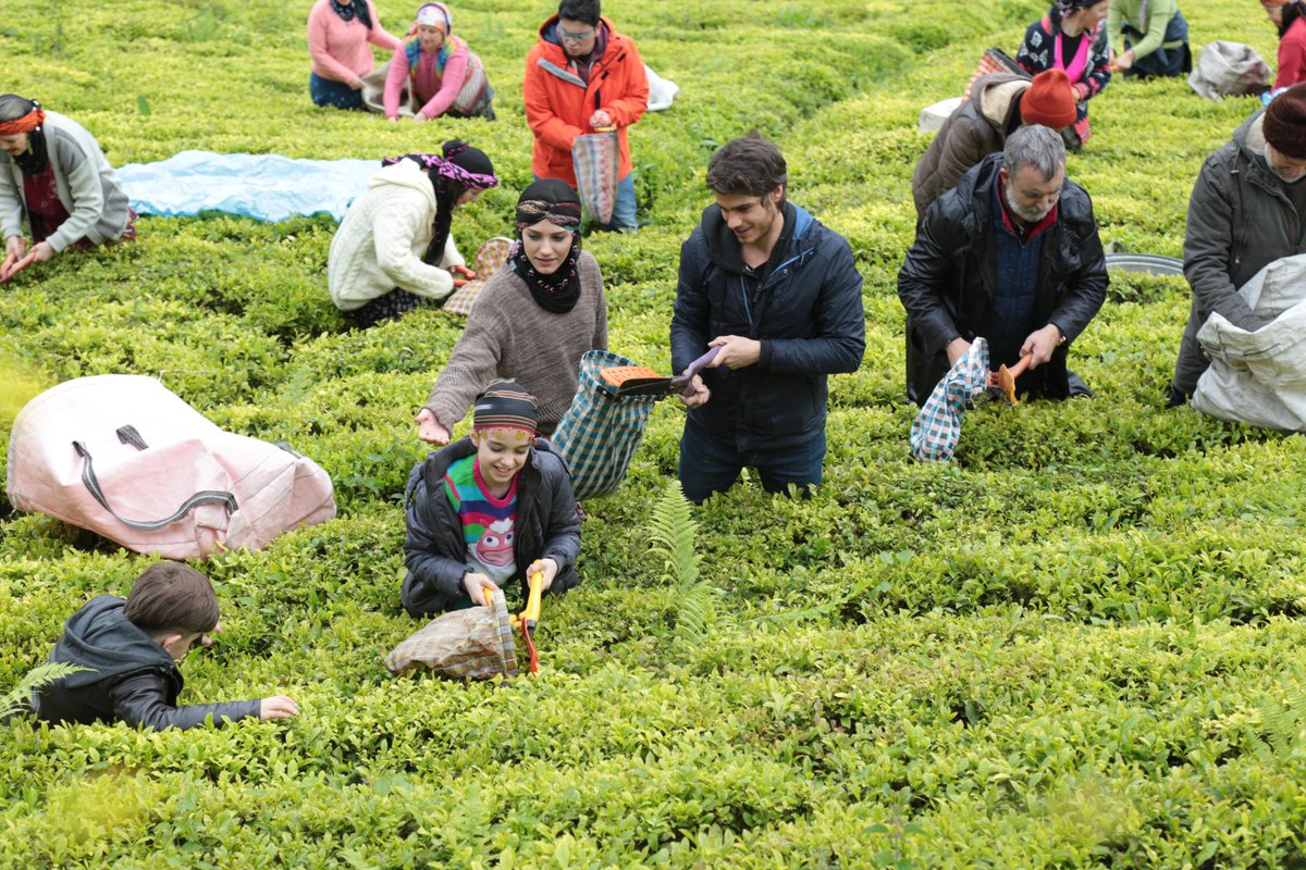 Çay budama paraları ne zaman ödenecek? 2021 Çay budama paraları ne zaman yatacak?