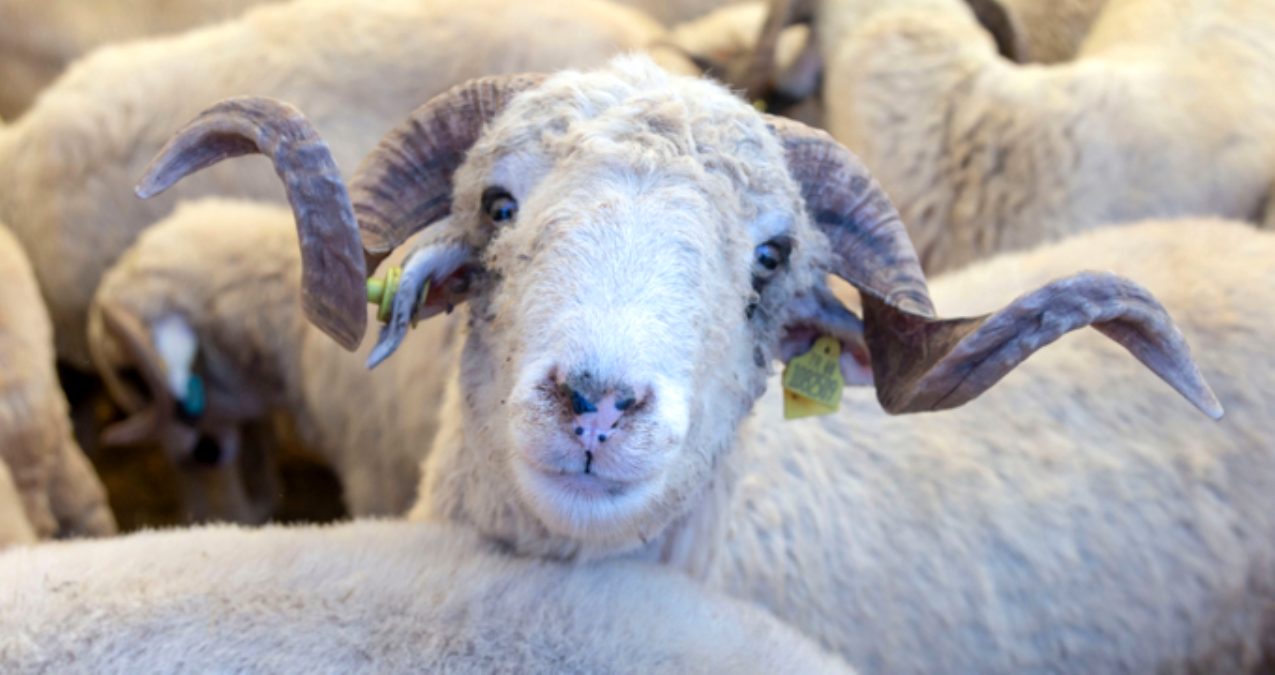 Bakanlık harekete geçti! Kurban pazarlarında koronavirüs önlemleri