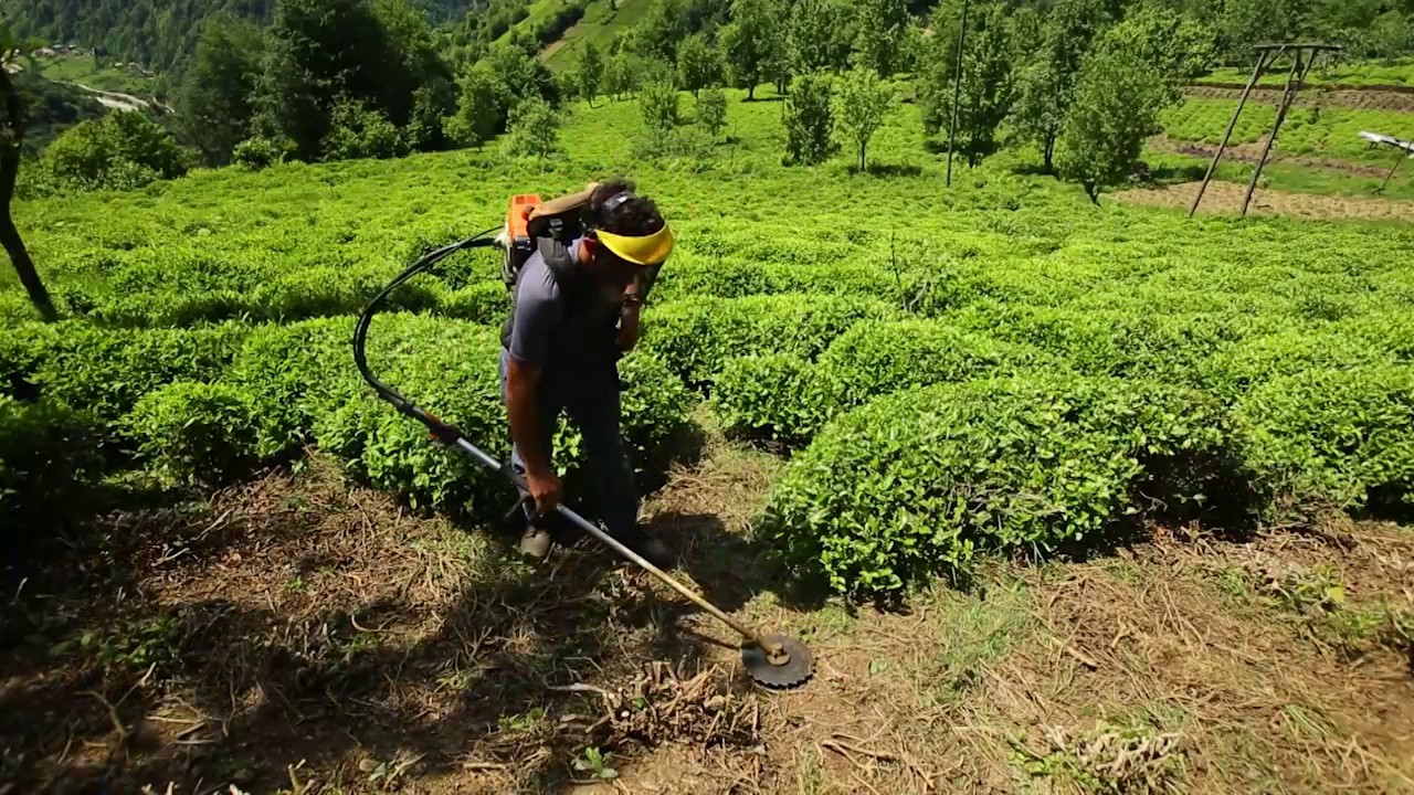Çay budama paraları ne zaman ödenecek? 2021 Çay budama paraları ne zaman yatacak?