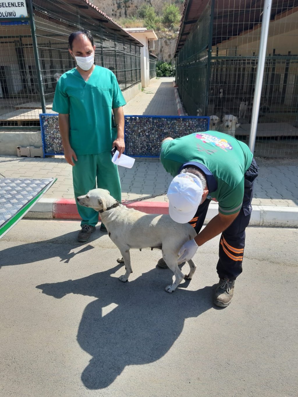 Mersinde insanlık ölmüş dedirten görüntüler! Köpeği elektrikli bisiklete bağlayıp sürükledi