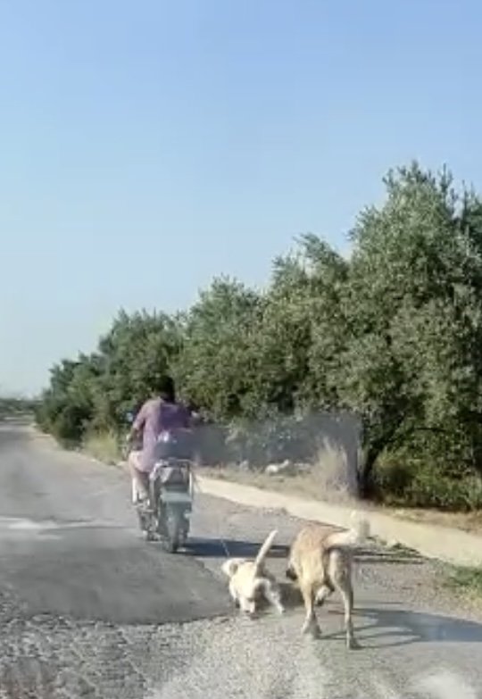 Mersinde insanlık ölmüş dedirten görüntüler! Köpeği elektrikli bisiklete bağlayıp sürükledi